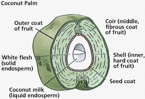coconut_endosperm