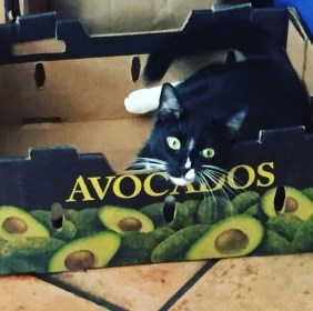 Avocado Bodhi